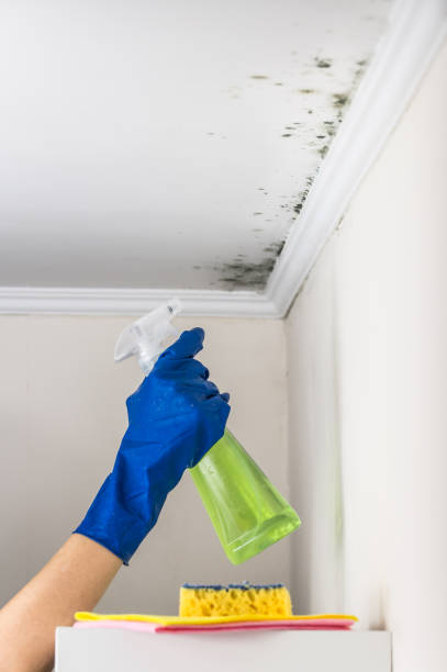 Best Post-Flood Mold Remediation in New Haven, IN